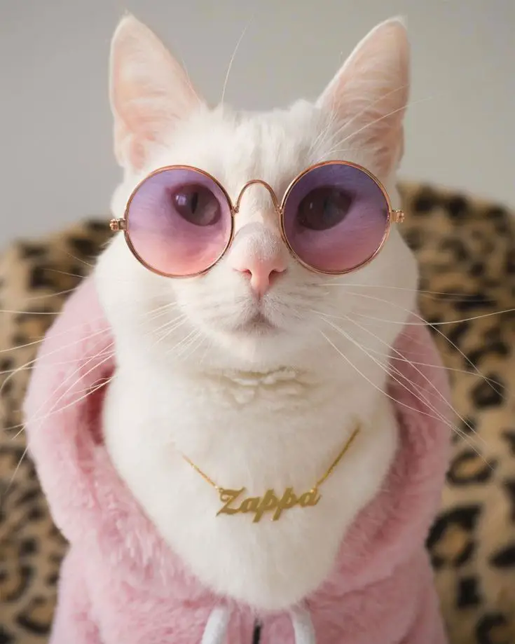 Zappa the Instagram Model Cat Is Inspired by Gigi Hadid and Has the Closet to Prove It