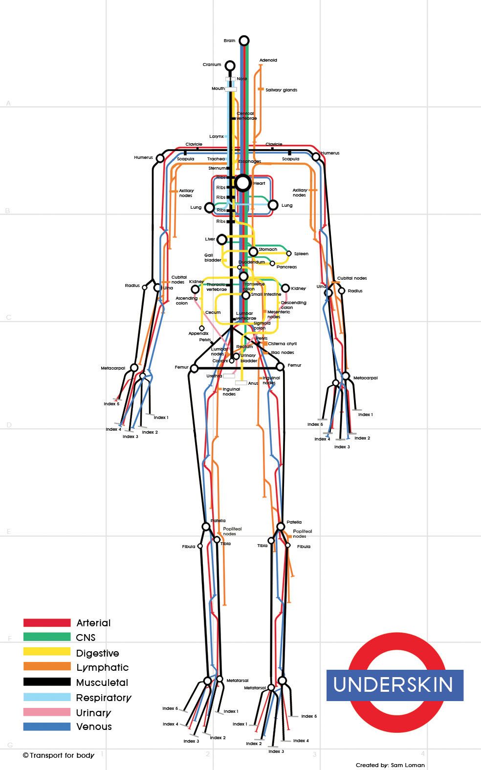 body — Infographics — Cool Infographics