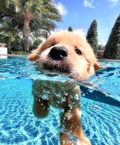 mi perrito nadando en la picina