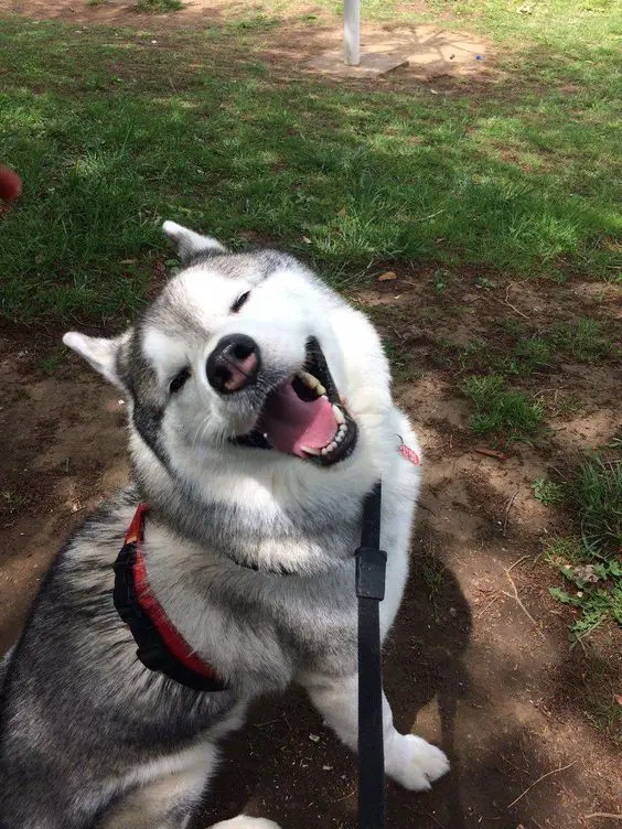 14 Facts That Huskies Are The Best Dogs For Kids and Families