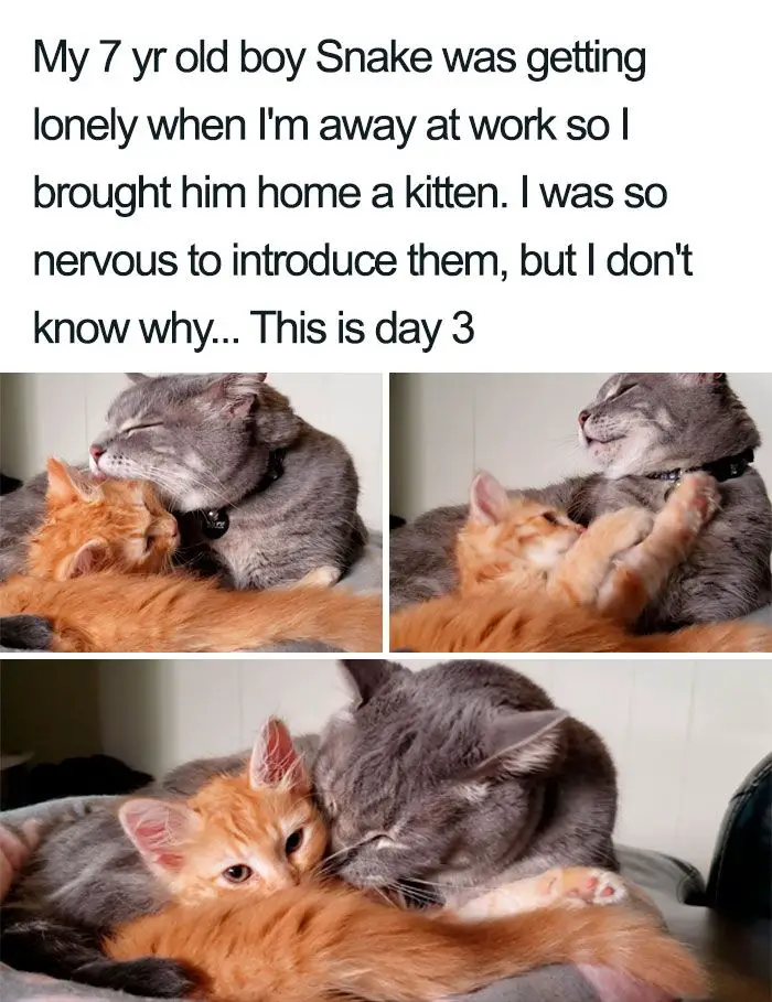 45 Wholesome Cat Posts That Will Hopefully Make Your Day