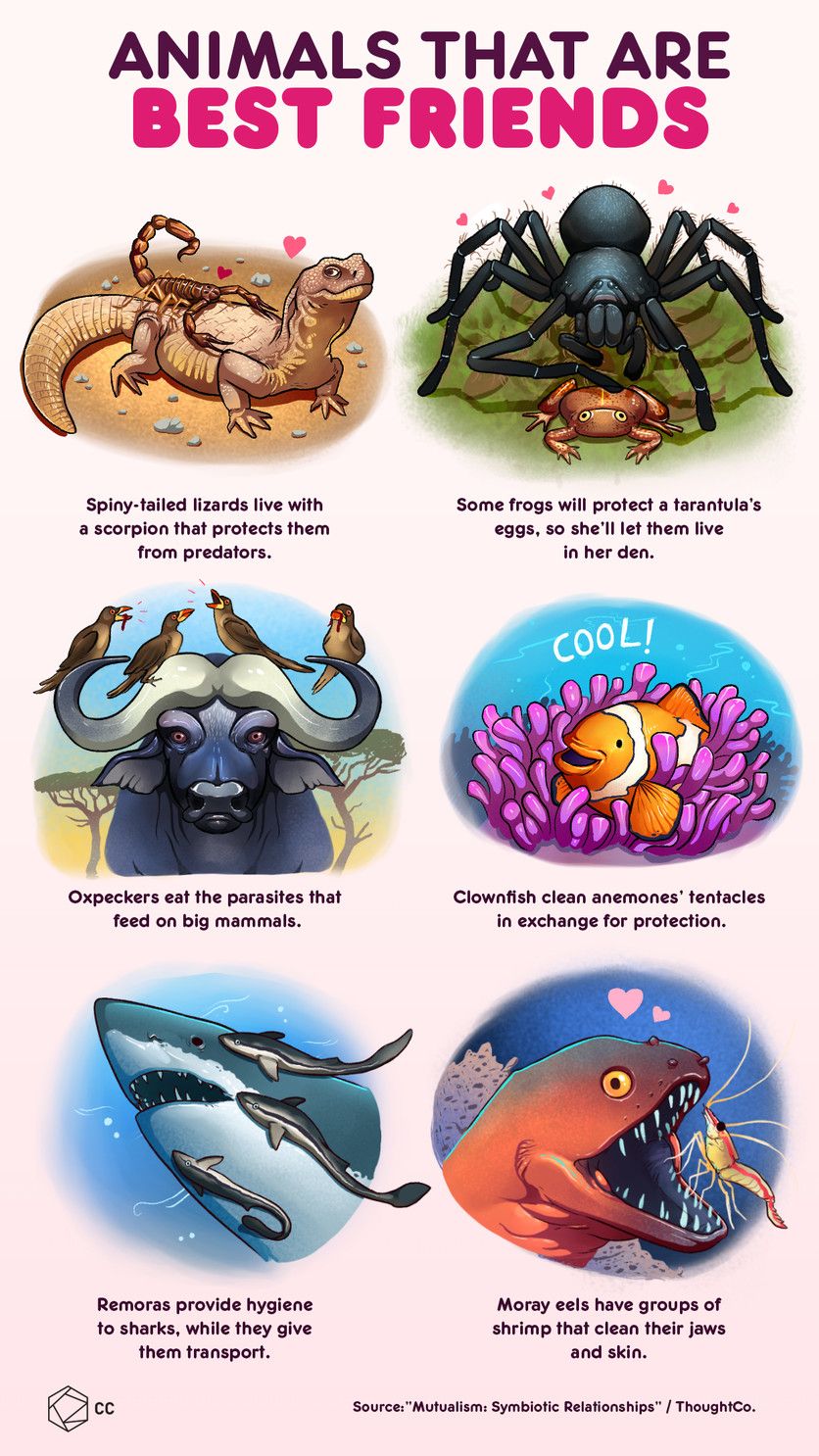 6 Infographics That Explain The Wonders Of The Animal Kingdom - Cultura Colectiva