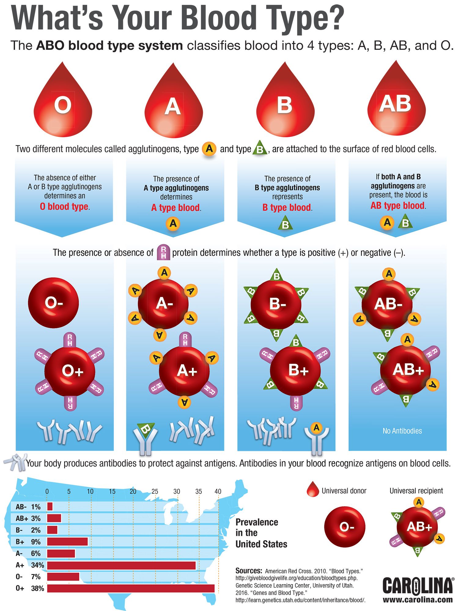 Infographic: What's Your Blood Type?