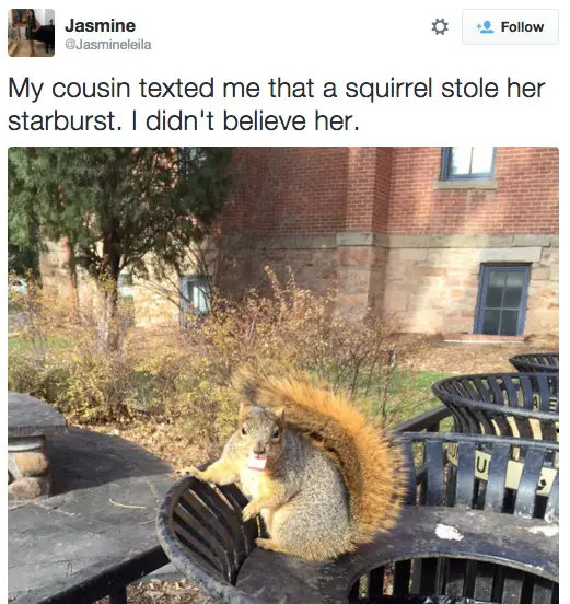 20 Squirrels That Will Make You Say "Me With Food"