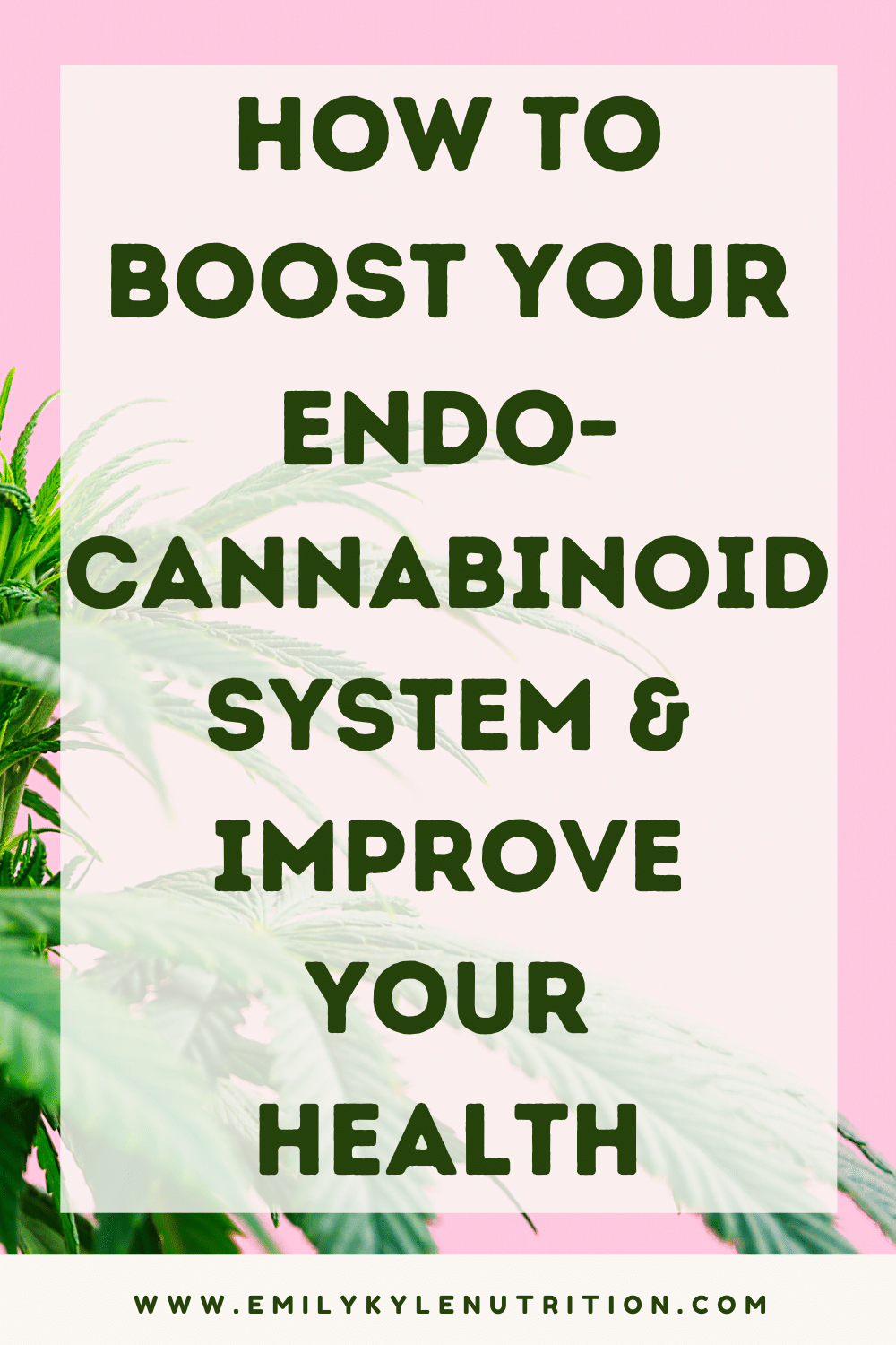 Endocannabinoid System 101: Why It Matters