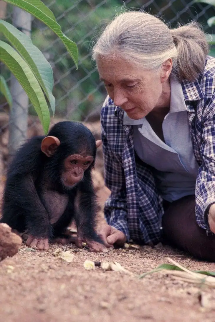 My Visit to The Jane Goodall Institute Chimp Eden for Endangered Chimpanzees, South Africa