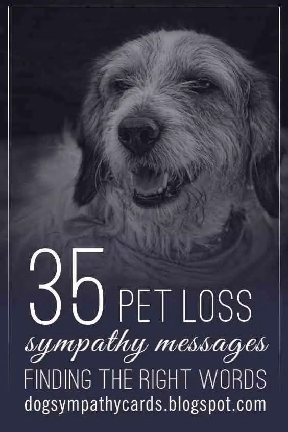Words and Verses of Condolence for Pets
