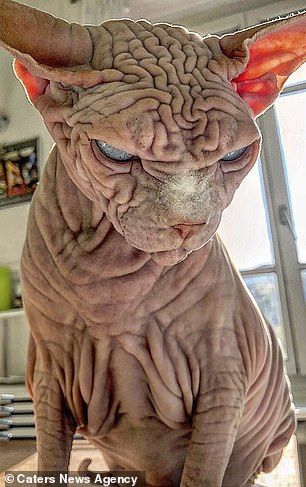 Wrinkly 'naked' Sphynx cat Xherdan looks grumpy as he plays with owner