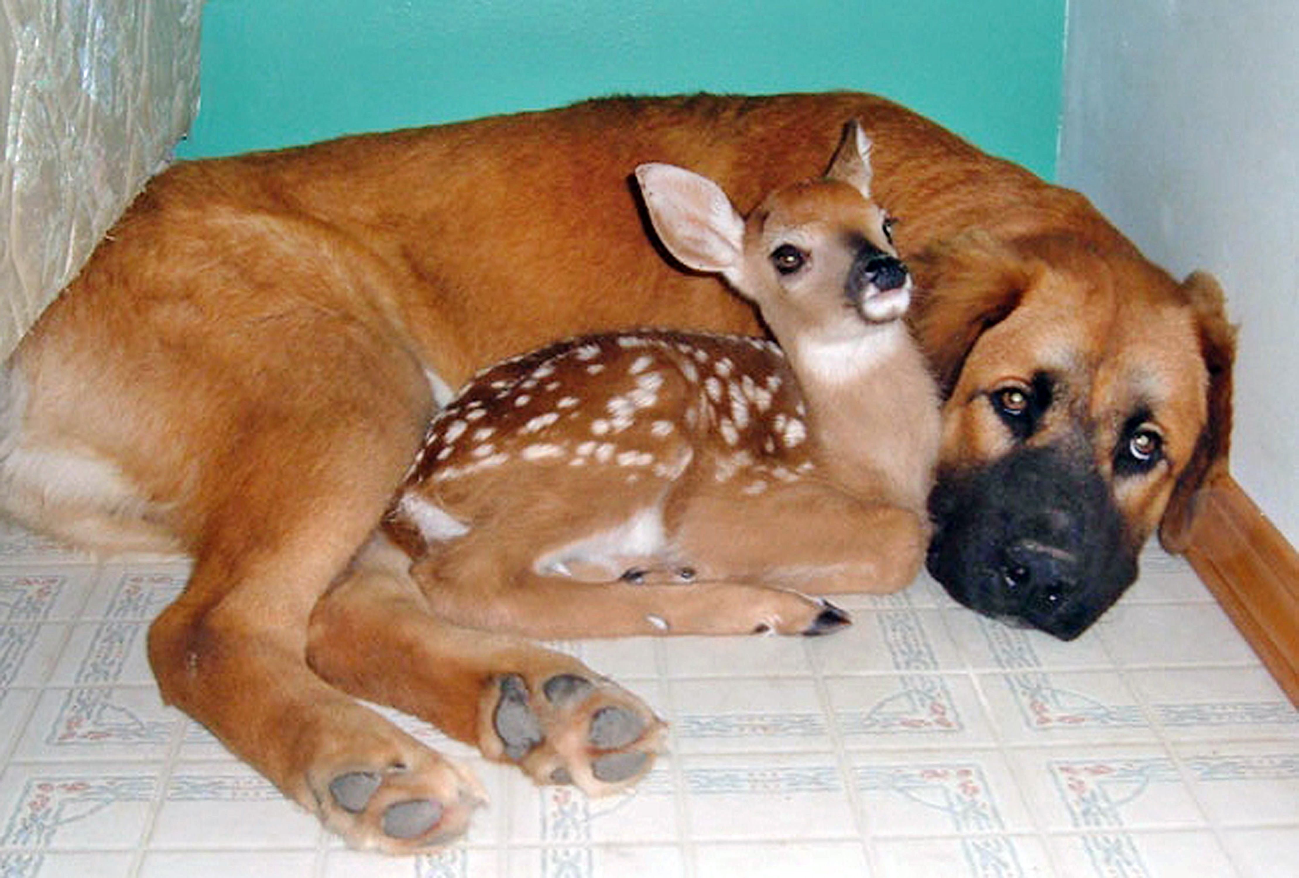You can't help who you love and these animals prove it