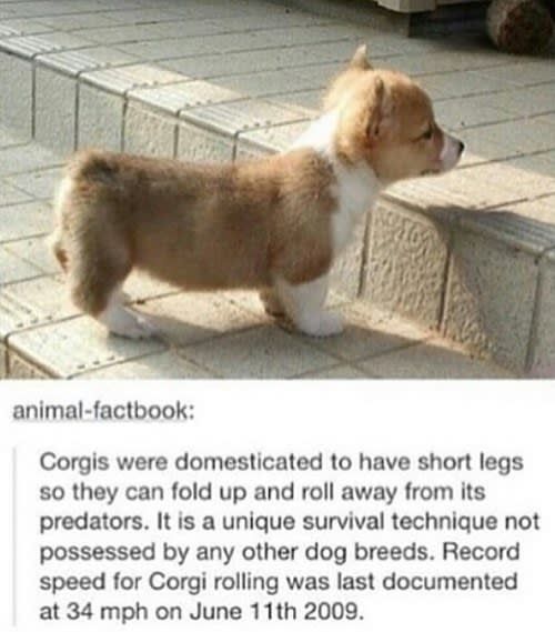 21 Corgi Posts That You Should Send To Your Best Friend Immediately