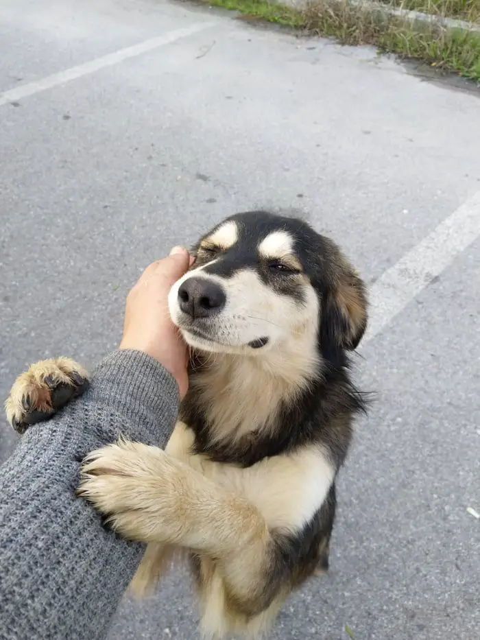 Doggo holdin a hand