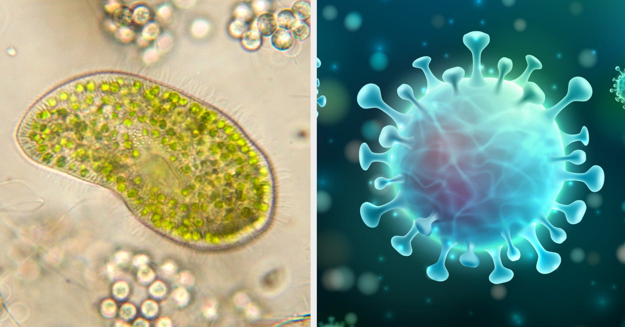 What Microbe Are You?