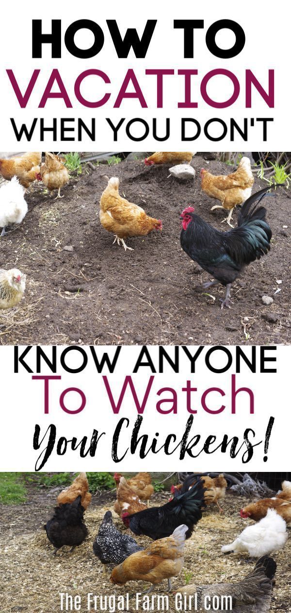 What to Do With Chickens When on Vacation