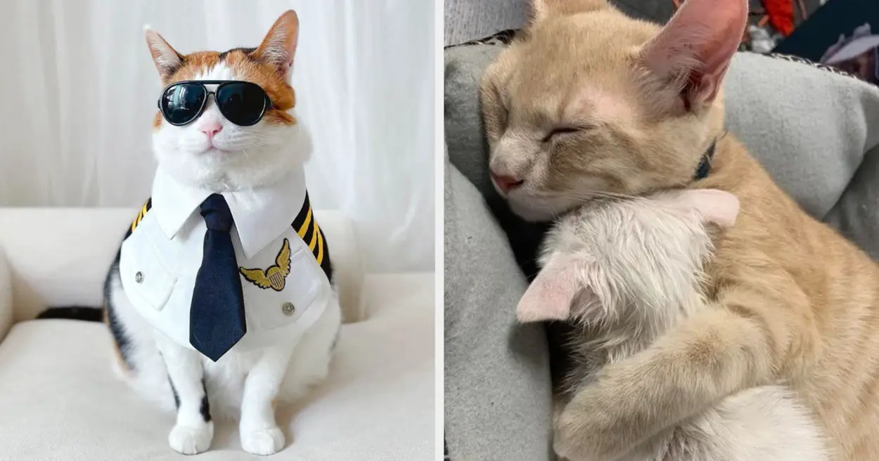 19 Wholesome Photos That Will Make You Want To Get A Cat