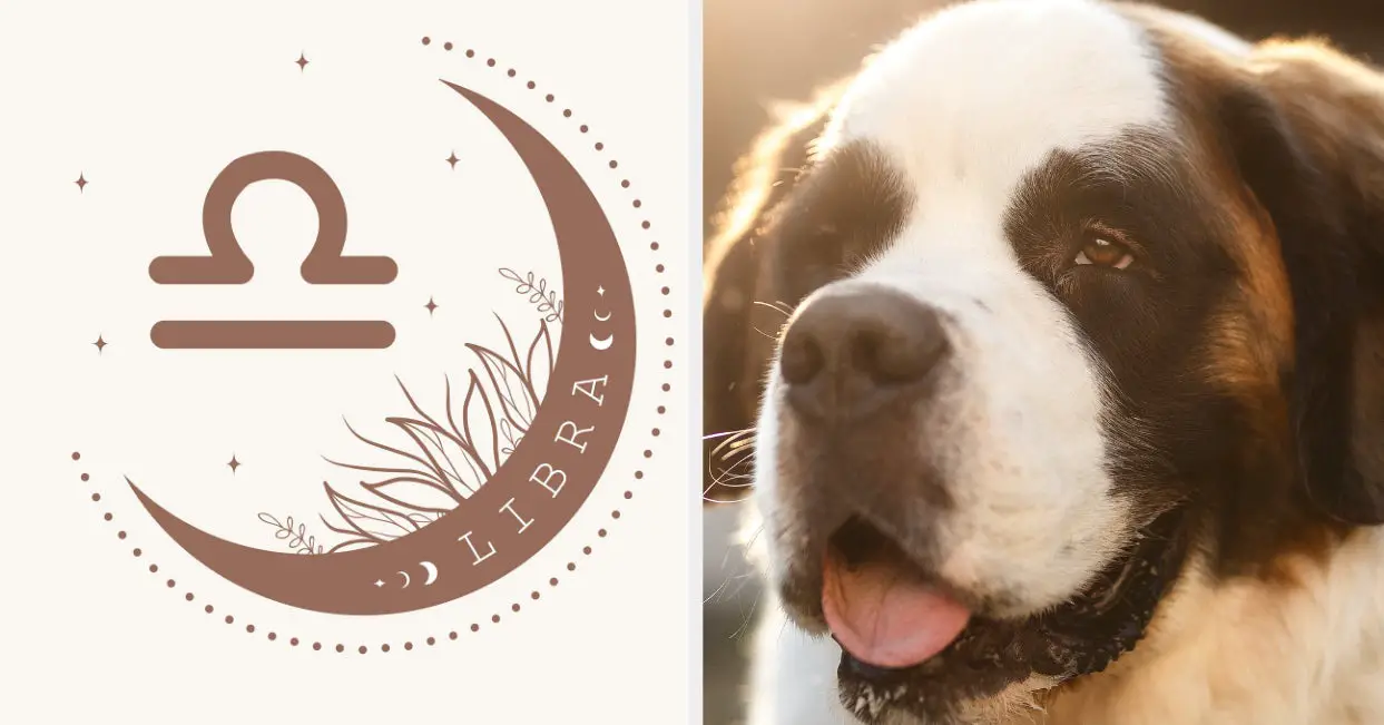 Find Out Which Dog Breed Matches Your Zodiac Personality Perfectly