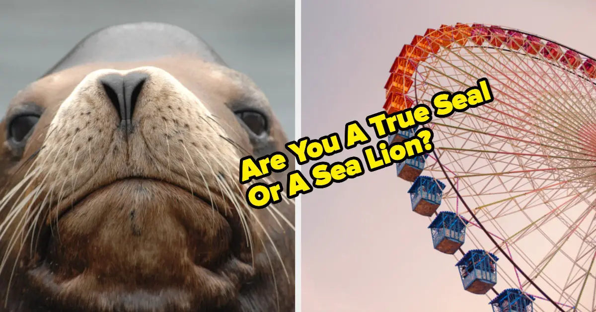 It's Random, But It's Time To Find Out If You're A Seal Or A Sea Lion