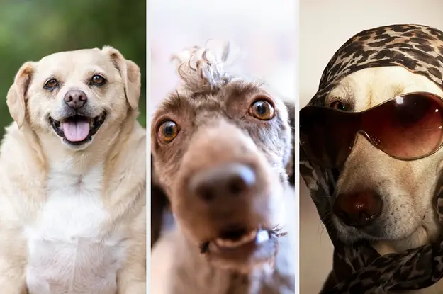 Quiz Where You Pick A Date For Some Dogs