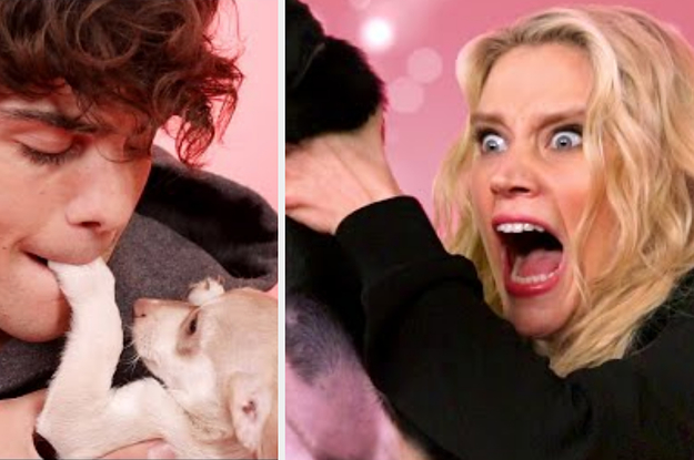 Ranking 35 Celebrity Puppy Interviews By Cuteness