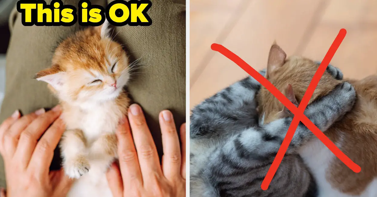 Reddit Shares Things About Cats You Didn't Know