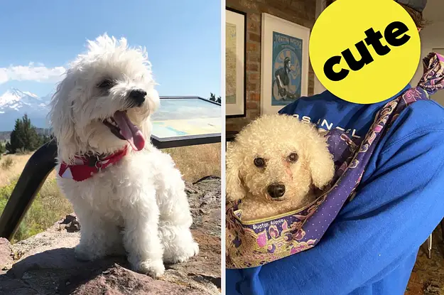 Test Your Celebrity Dog Knowledge by Matching These Cute Pups to Their Famous Owners