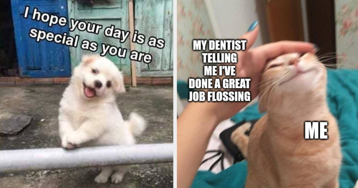 19 Adorable Memes That Will Definitely Get You Through The Week