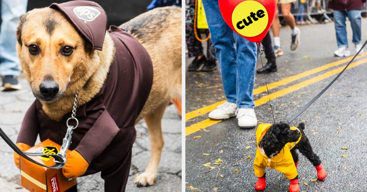 21 Dogs Who Already Won Best Costume For Halloween