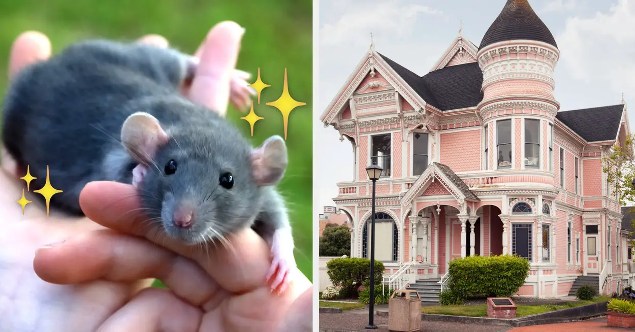 Find Out Which Unusual Pet Matches Your Personality By Creating Your Dream Home