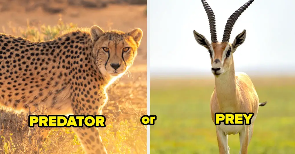 I Know If You're More Of A Predator Or Prey By How You Answer These Would You Rather Questions