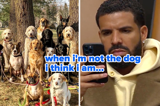 This "For All The Dogs" Drake Quiz Will Reveal Exactly What Kind Of Dog You Are