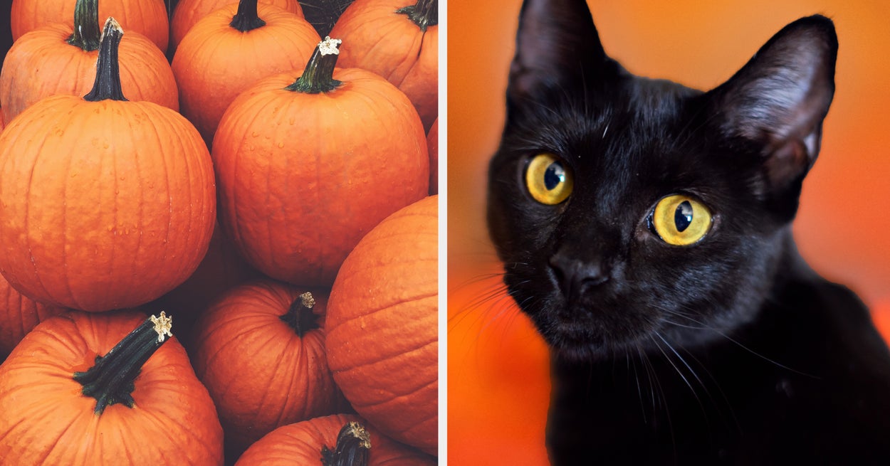 Uncover Your Spooky Animal Alter Ego By Selecting Your Favorite Fall Activity