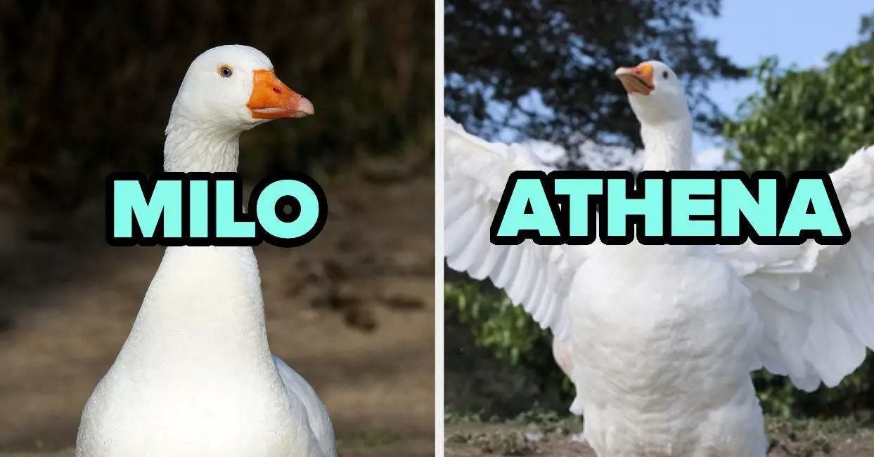 Which Silly Goose Are You?