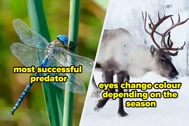 15 Strange, Unsettling, And Completely Fascinating Animal Facts You Might Not Be Familiar With