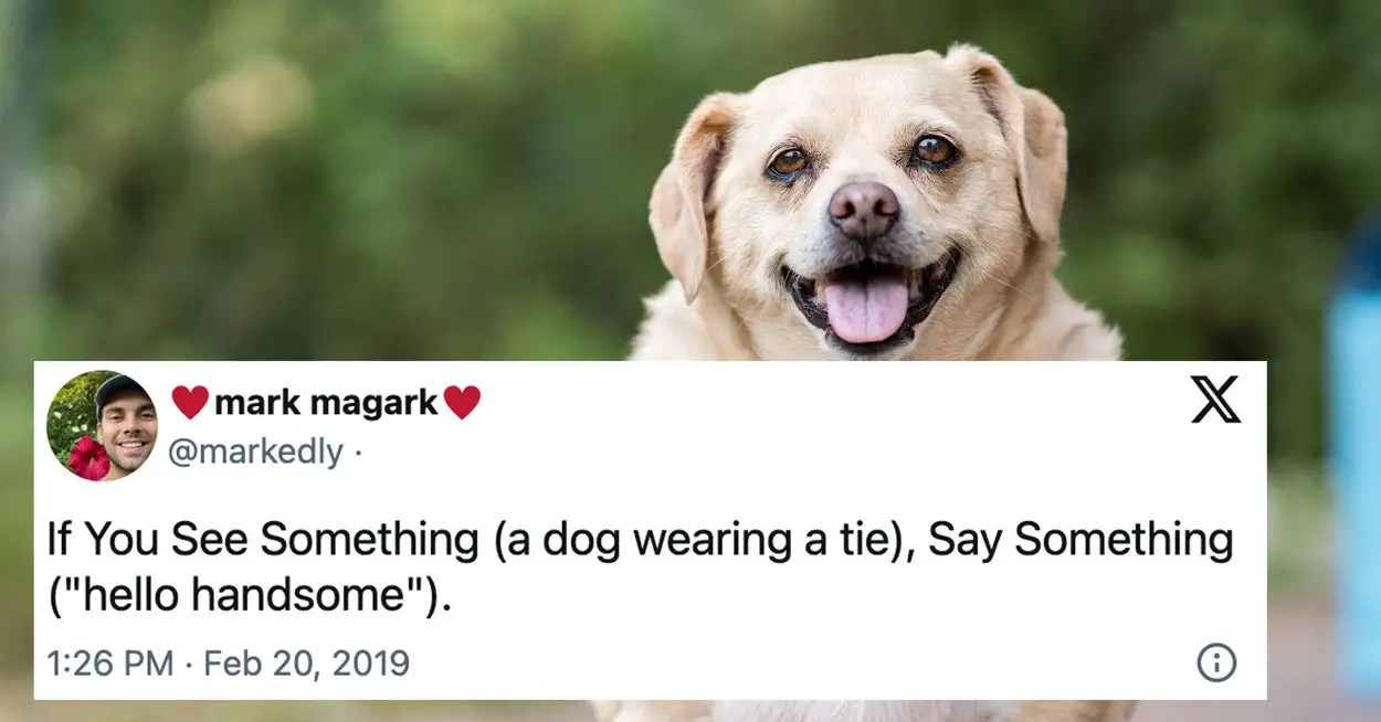 16 Very Funny Tweets About Dogs