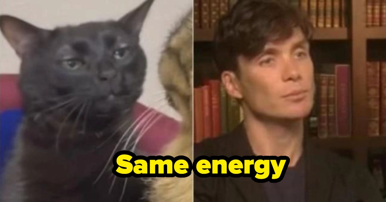 21 Animal Memes And Comics That Will Make You Say, "Same"