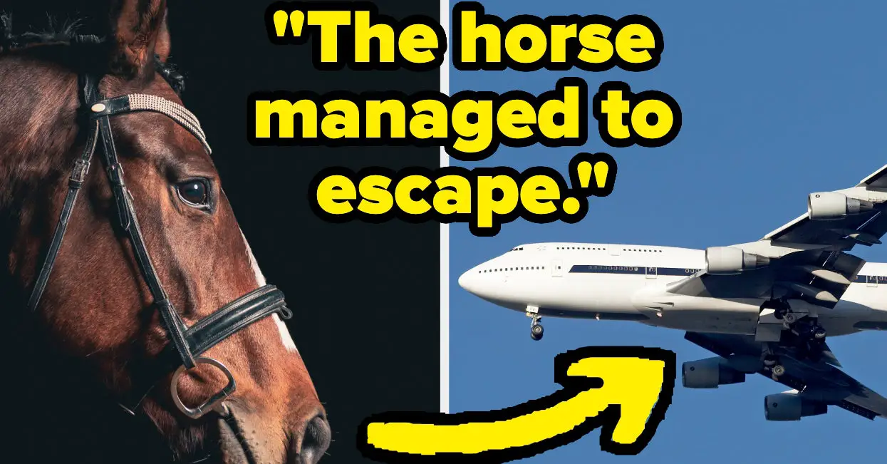 Horse-Forced Landing Throws Plane Off-Course