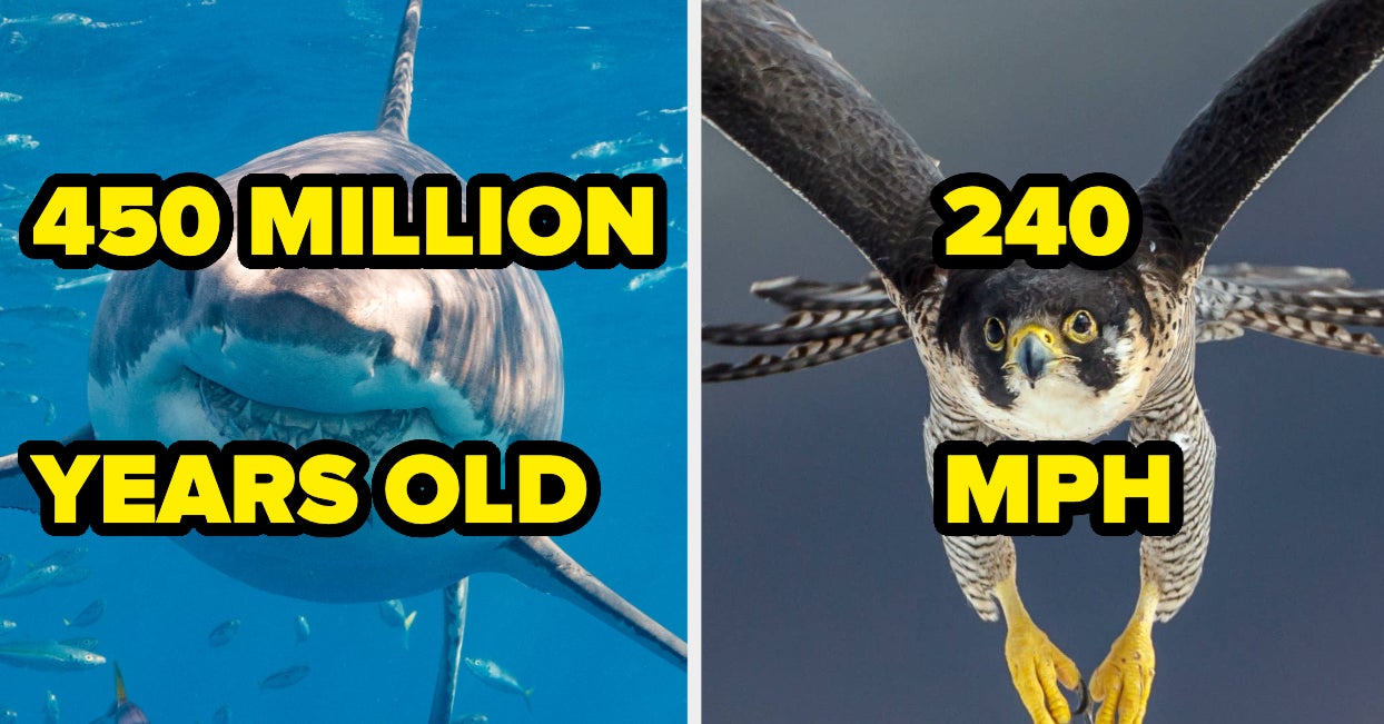 People Are Sharing Fascinating Facts That Have Made Me Feel Smarter Already