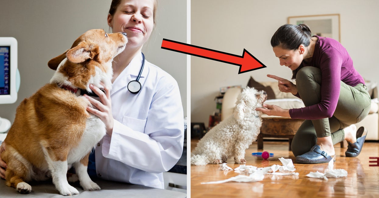 Veterinarians, Groomers, Trainers, And Anyone Who Works With Dogs: Share The One Thing You Want All Dog Owners To Know That They Might Not Already