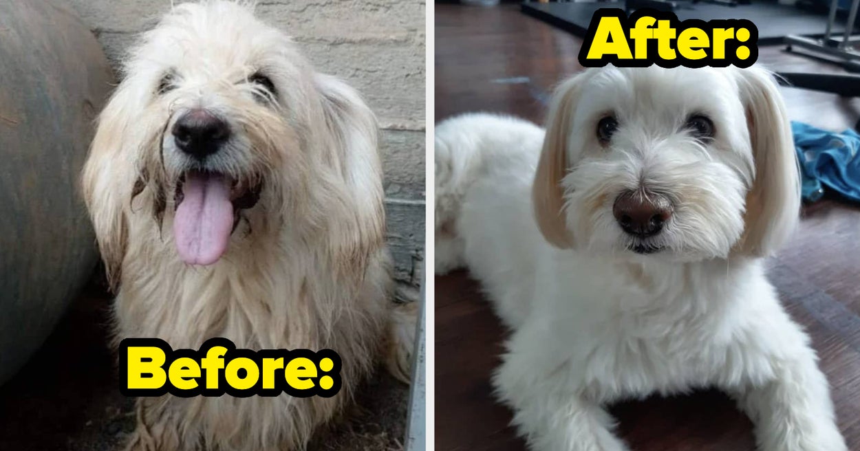 21 Viral Before And After Photos Of Rescued Pets