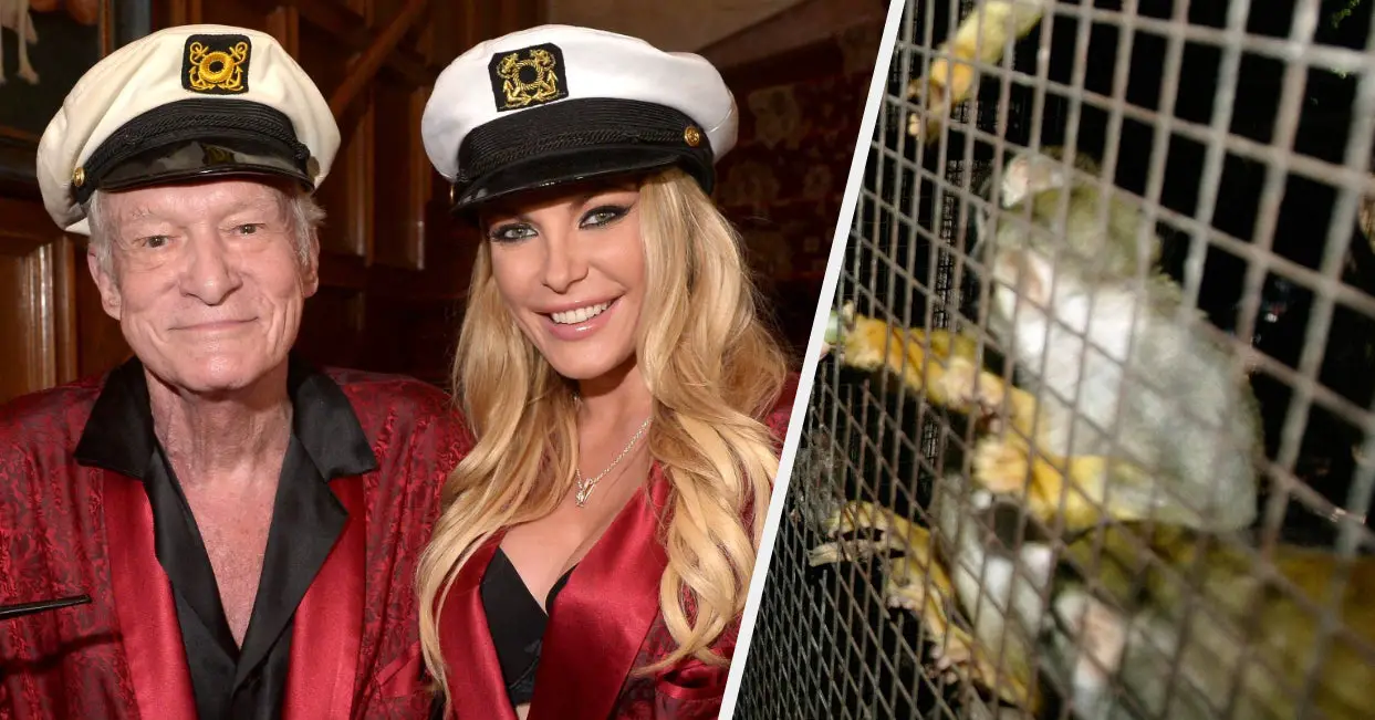 Allegations Of Animal Abuse & Bestiality At The Playboy Mansion