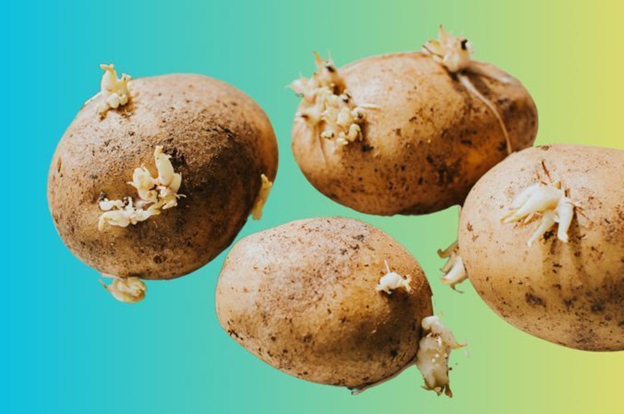 Is It Safe To Eat A Potato That's Turning Green Or Sprouting Eyes?