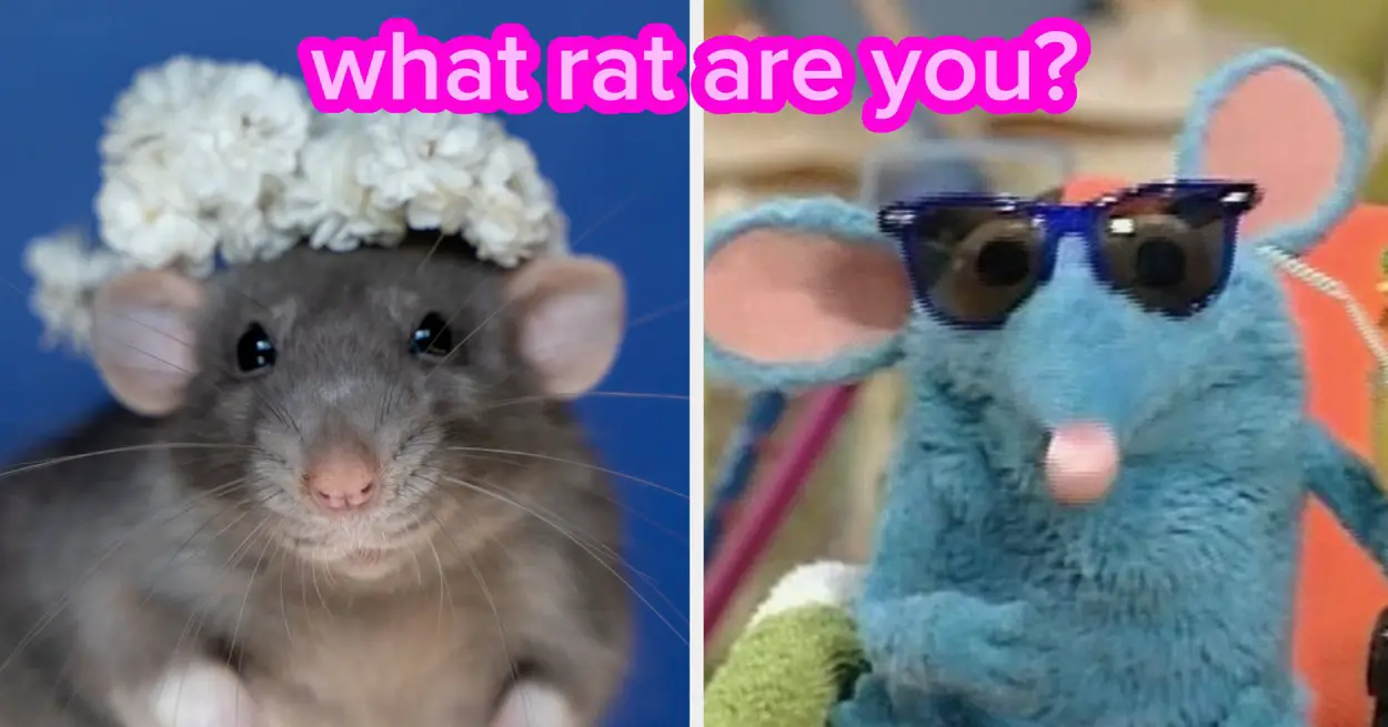 What Rat Are You? Popular, Emo, Pesky, Or Chill?