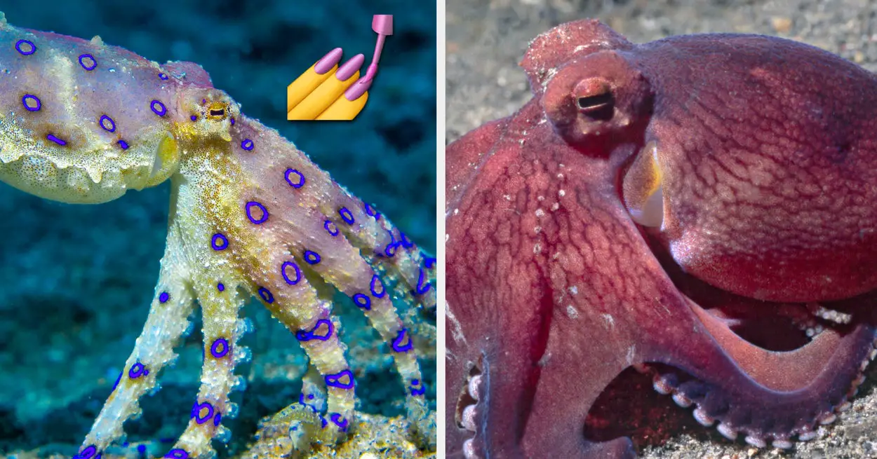 Everyone's Personality Matches One, Specific Type Of Octopus — Here's Yours