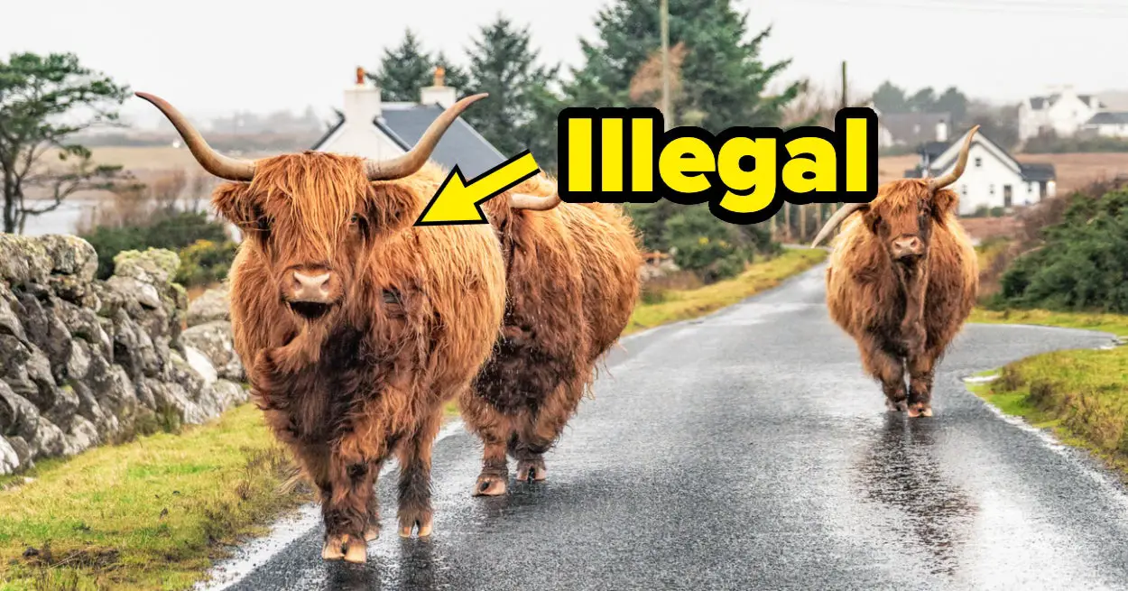 I've Rounded Up The Weirdest Laws In The UK That Are Technically STILL In Effect