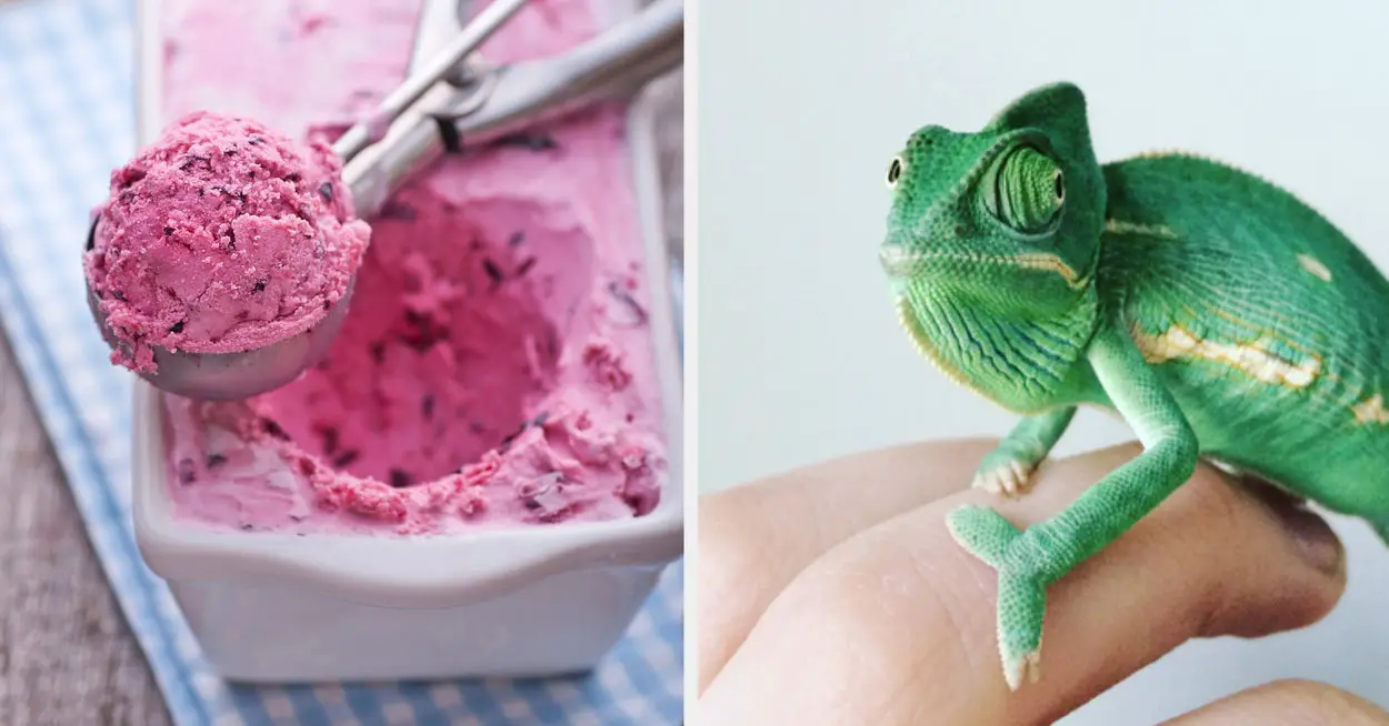 If You Build A Tasty Ice Cream Bowl I'll Give You A New Pet