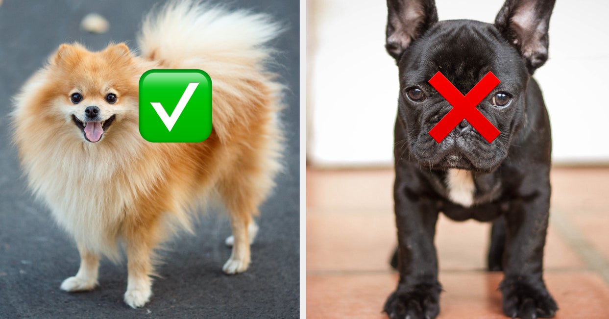 Only 1% Of People Can Accurately Name All 17 Of These Dog Breeds