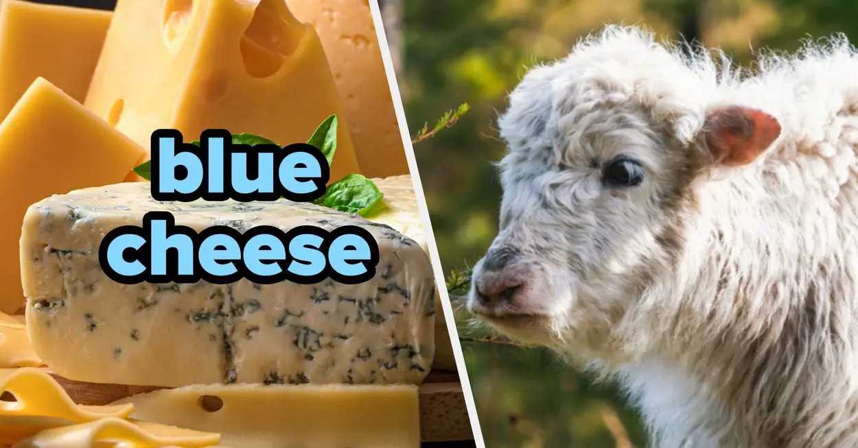 Pick Your Favorite Cheeses And I'll Guess What Kind Of Mini Cow You Are
