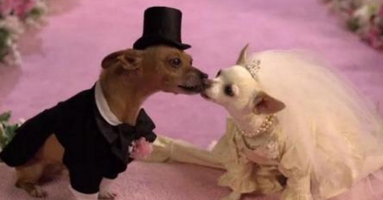 Plan A Wedding Under $100K And I'll Reveal Your Inner Animal