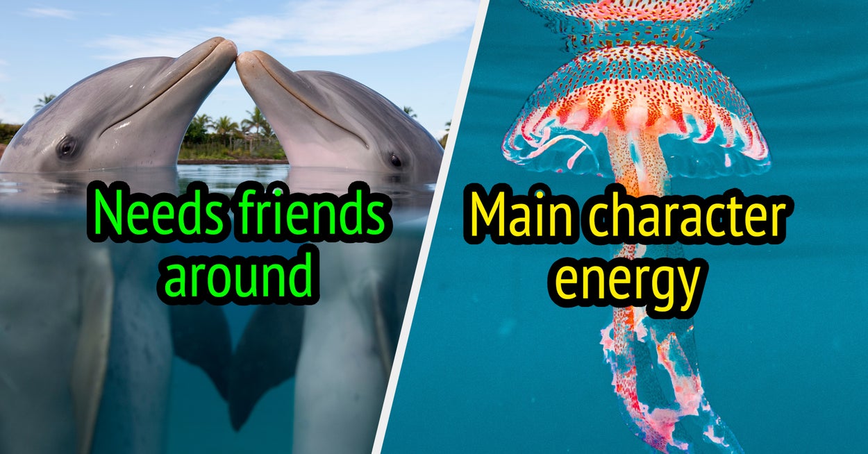Which Ocean Animal Are You?