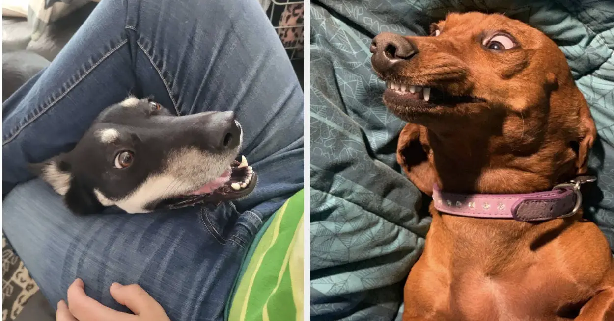 45 Cats And Dogs Acting Like Adorable Little Freaks
