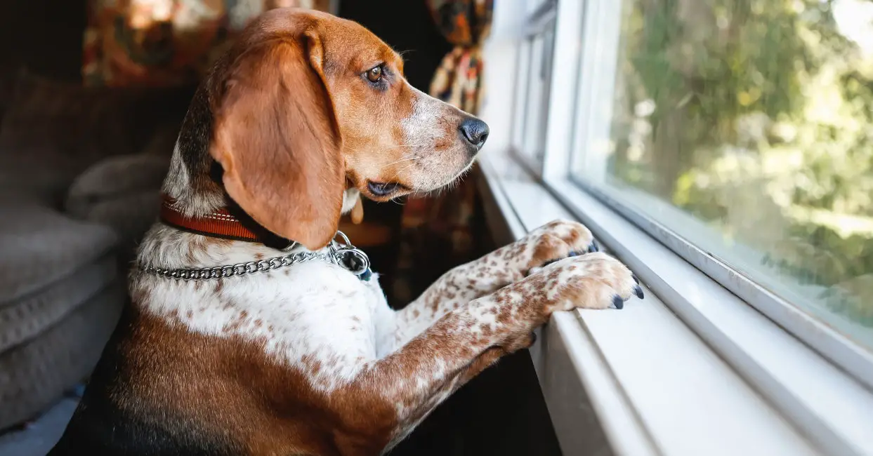 Dog Owners Share How They Leave Pets At Home Guilt-Free